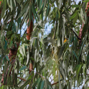 Wildlife Reserve 'Eucalyptus Leaves' (4082I)