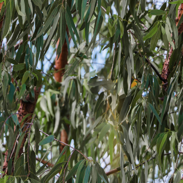 Wildlife Reserve 'Eucalyptus Leaves' (4082I)