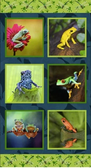 Fab Frogs Panel (A)