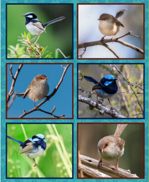 Charming Wrens Panel (B)